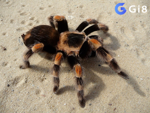 Con nhện số mấy khi mơ thấy nhện độc?
