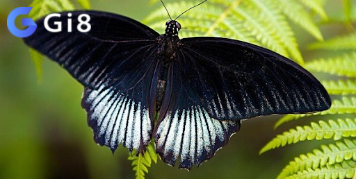 Giấc mơ thấy con bướm đen bay vào nhà