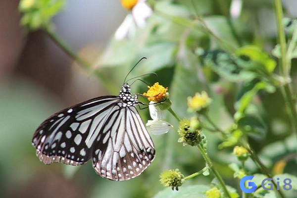 Gi88 có lừa đảo không - chọn số đề liên quan con bướm bay vào nhà nhận thưởng