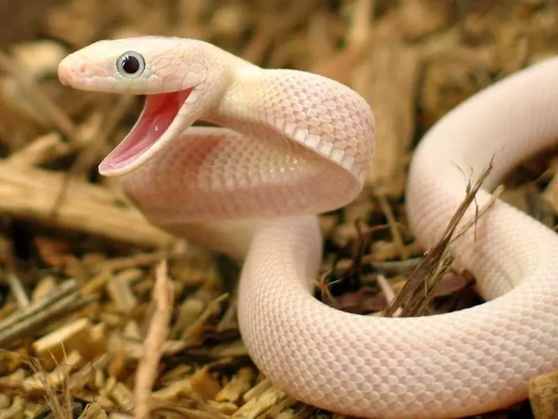 Nằm mơ thấy rắn trắng đánh con gì?