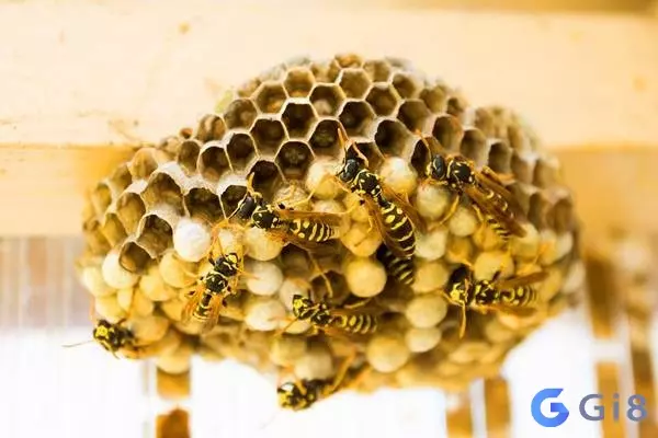 Số đẹp tham khảo với những con số đề đẹp từ việc mơ thấy tổ ong