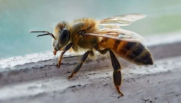 Hiện tượng ong bay vào nhà đánh con gì