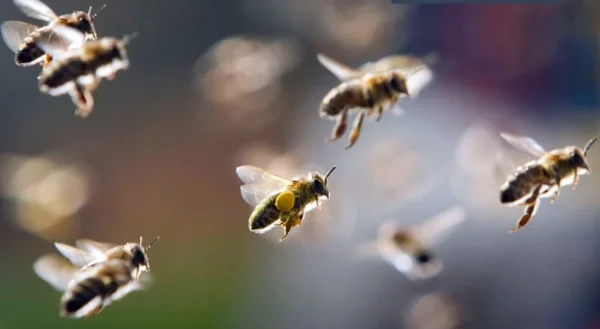 Giải mã cụ thể ong bay vào nhà đánh con gì