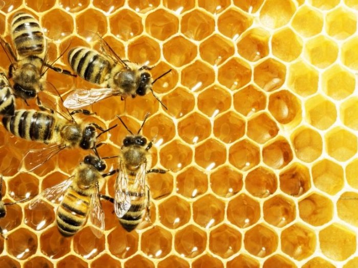 Con ong đánh số gì dễ trúng nhất? Cùng gi8 khám phá
