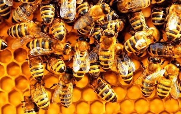 Số con ong là số mấy? Giải mã 10+ giấc mơ thấy ong