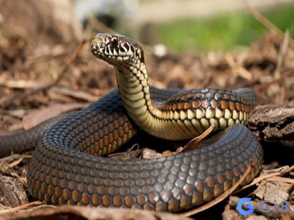 Nhìn thấy rắn đánh con gì dễ trúng?