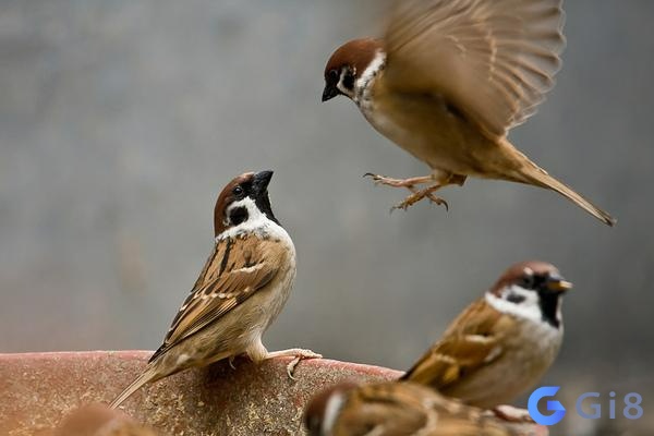 Chim sẻ là một loài chim tượng trưng cho sự thông minh, nhanh nhẹn