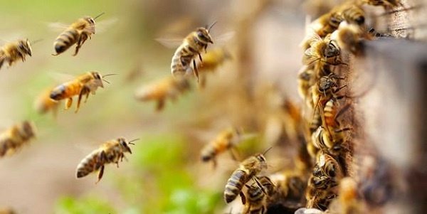 Mơ thấy con ong có điềm gì? Giải mã 10+giấc mơ lô đề con ong