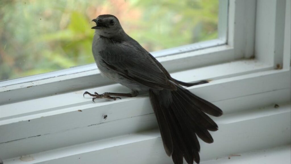 Điềm báo chim bay vào nhà có ý nghĩa gì? Cùng gi8 giải đáp