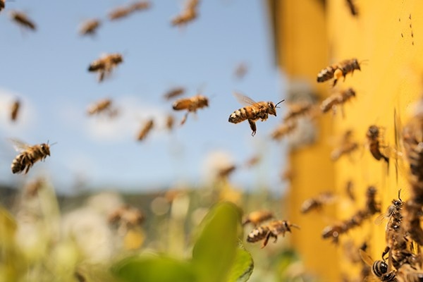 Con ong vào nhà đánh số gì: Cùng gi8 giải mã giấc mơ