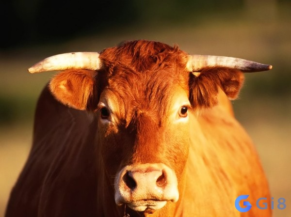 Con bò là một trong những con vật quen thuộc trong cuộc sống của chúng ta