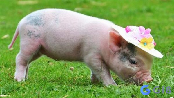 Lợn còn có tên gọi khác là heo, trong theo tiếng gọi là pig