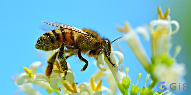 Ý nghĩa giấc mơ thấy con ong xuất hiện