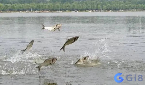 Mơ thấy cá nhảy lên bờ nhắc nhở bạn nên cẩn thận khi làm việc, tránh gặp khó khăn hay thất bại