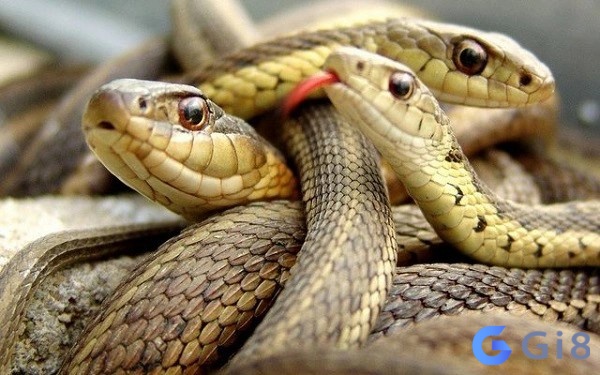 Nằm mơ thấy 3 con rắn có mang lại xui xẻo không? Chọn con số nào giúp bạn thay đổi tài vận?
