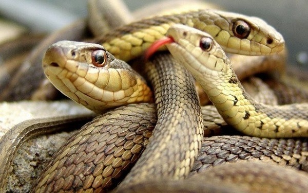 Nằm mơ thấy 3 con rắn quất con nào dễ trúng lô nhất?