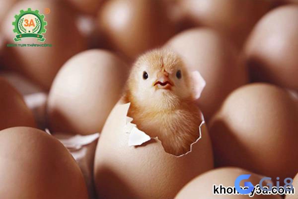 Mơ thấy trứng gà nở mang đến một thông điệp tích cực và may mắn 